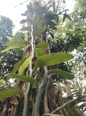 Vanilla siamensis