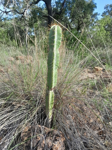 Foto de Mandacaru