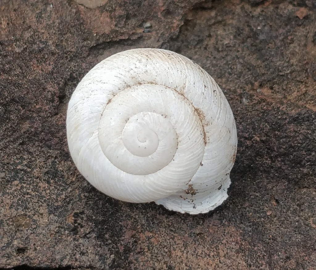 Hemicycla mascaensis