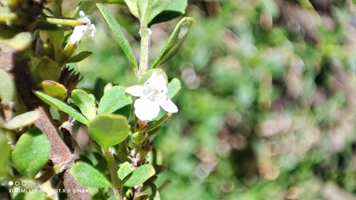 Image of Clinopodium bolivianum by (c) Thomaz Ricardo Favreto Sinani, some rights reserved (CC BY)