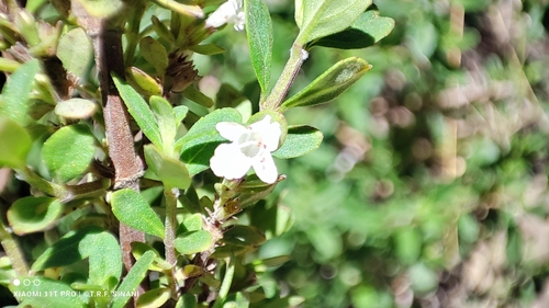 Image of Clinopodium bolivianum by (c) Thomaz Ricardo Favreto Sinani, some rights reserved (CC BY)