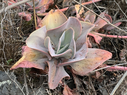 Foto de Rosa-de-pedra