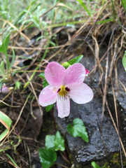 Viola ocellata
