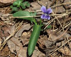 Viola sagittata