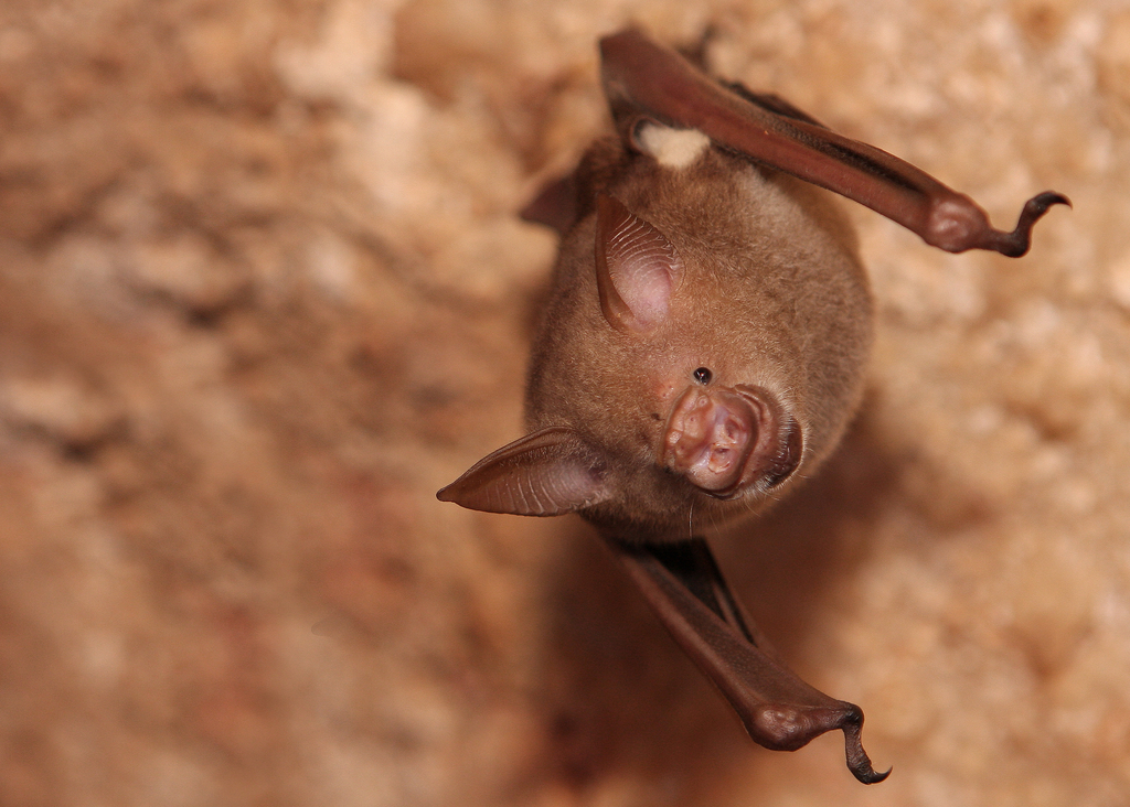 Commerson's Leaf-Nosed Bat