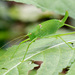 Schmidt's Bright Bush-Cricket - Photo (c) Karol Ox, some rights reserved (CC BY), uploaded by Karol Ox