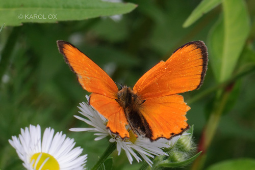 ohniváčik zlatobyľový (Lycaena virgaureae)