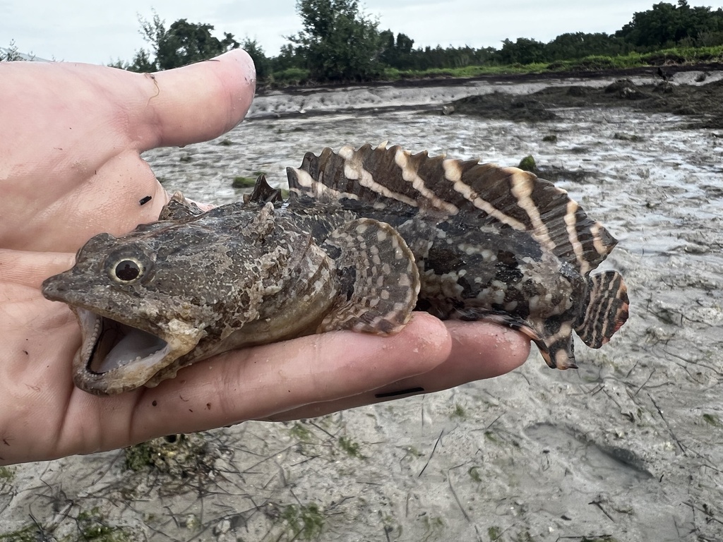 Gulf Toadfish