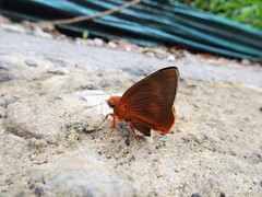 Bibasis harisa consobrina