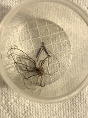 Leiobunum ventricosum