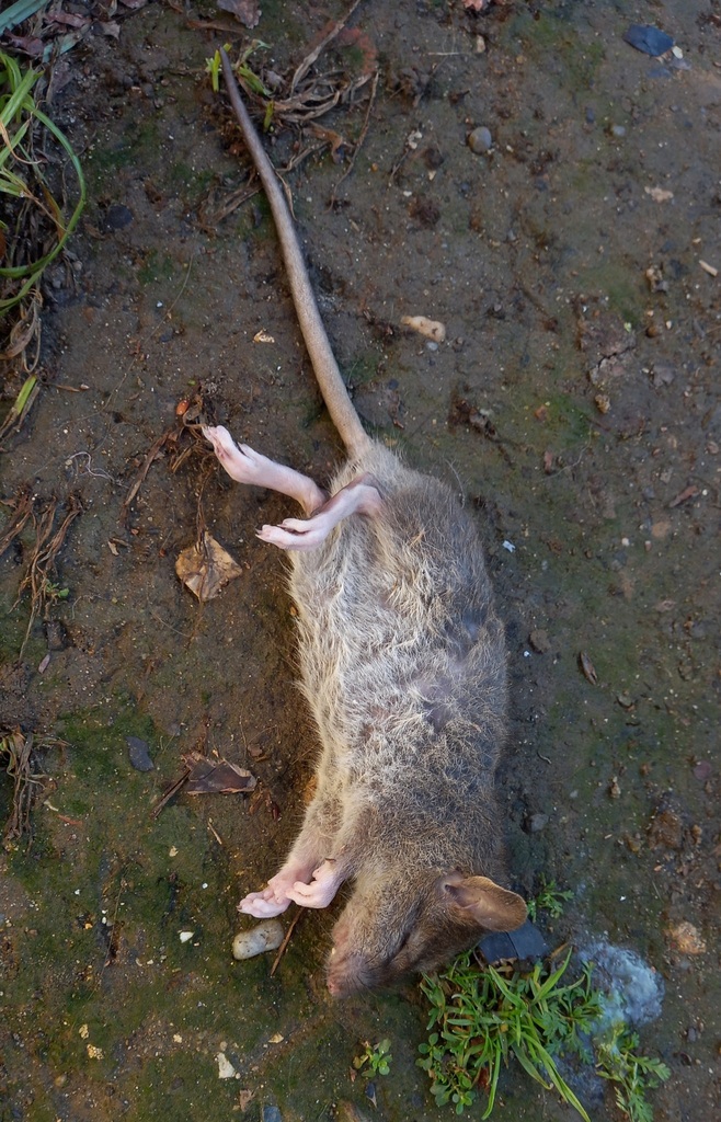 Old World Rats from Restauradores, Lisboa on January 7, 2024 at 03:42 ...