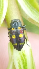 Chrysobothris chrysoela
