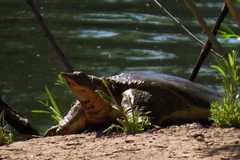 Apalone spinifera emoryi