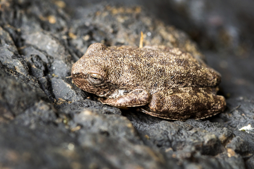 Veadeiros tree frog, Bokermannohyla pseudopseudis