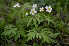 Anemonoides caerulea