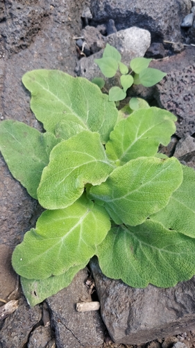 Donkey Ear Sage (Salvia broussonetii)