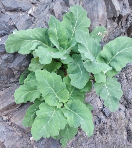 Salvia broussonetii, photograph 2