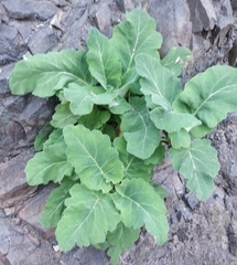 Salvia broussonetii, photograph (c) Ben Jobson, some rights reserved (CC BY)