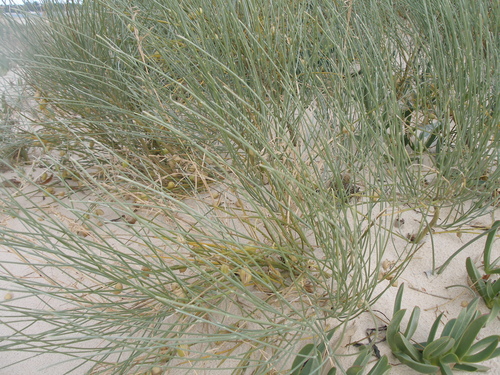 Image of Retama raetam by (c) Анна Митрошенкова, some rights reserved (CC BY)