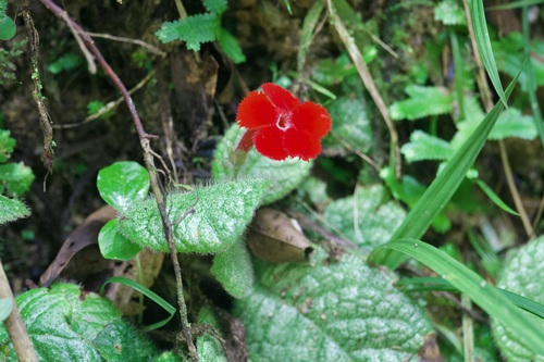 Episcia cupreata