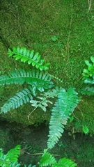 Bolbitis appendiculata