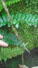 Bolbitis appendiculata