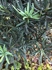 Podocarpus macrophyllus