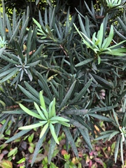 Podocarpus macrophyllus