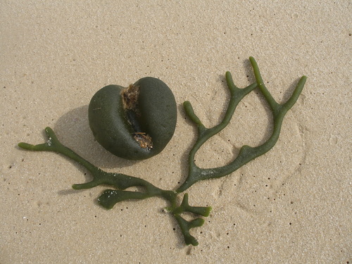Image of Codium bursa by (c) Анна Митрошенкова, some rights reserved (CC BY)