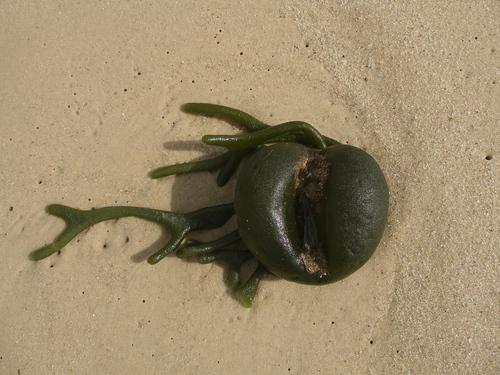 Image of Codium bursa by (c) Анна Митрошенкова, some rights reserved (CC BY)