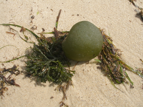 Image of Codium bursa by (c) Анна Митрошенкова, some rights reserved (CC BY)