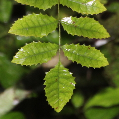 Pterophylla sylvicola