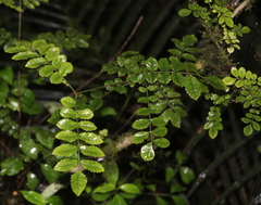 Pterophylla sylvicola