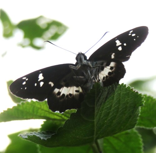 White-banded Flat