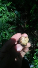 Lithocarpus lepidocarpus