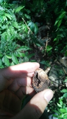 Lithocarpus lepidocarpus