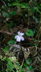 Viola formosana