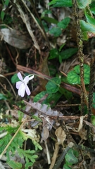 Viola formosana