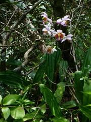 Calanthe francoisii image