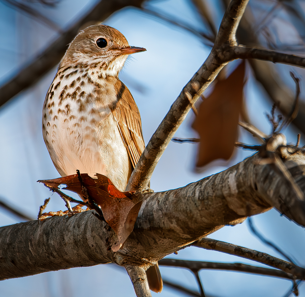 Hermit Thrush from Conestee Nature Preserve, 840 Mauldin Rd, Greenville