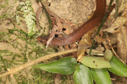 St. Marta's Ground Snake