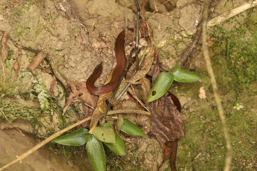 St. Marta's Ground Snake