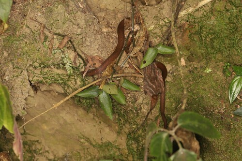 St. Marta's Ground Snake