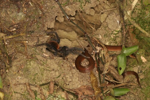 St. Marta's Ground Snake
