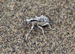 Ophryastes geminatus