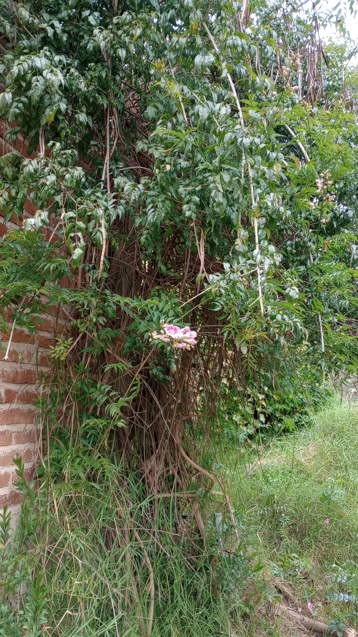 Imagem de Jasmim-de-madagascar