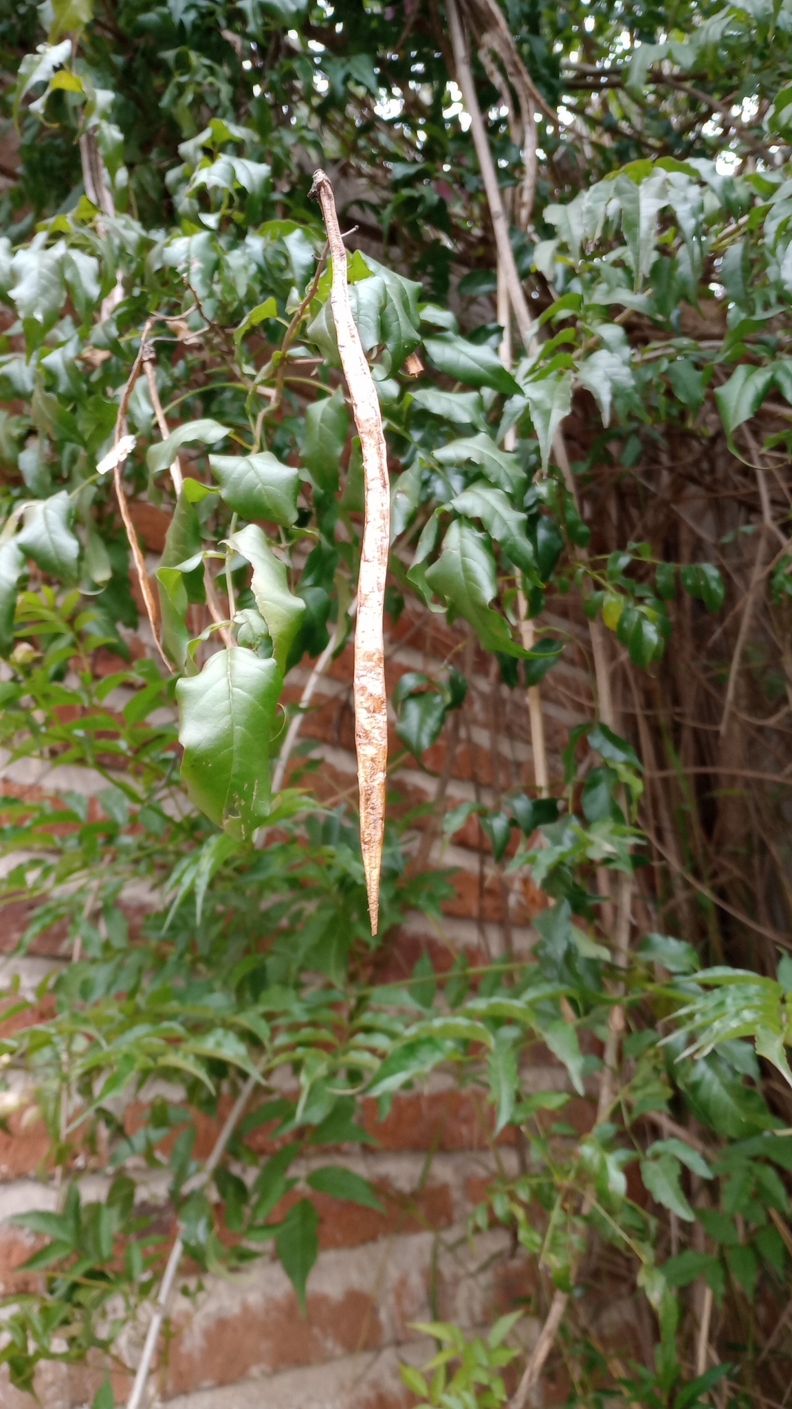 Imagem de Jasmim-de-madagascar