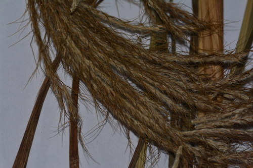 Pseudopogonatherum trispicatum observed 2023-01-18