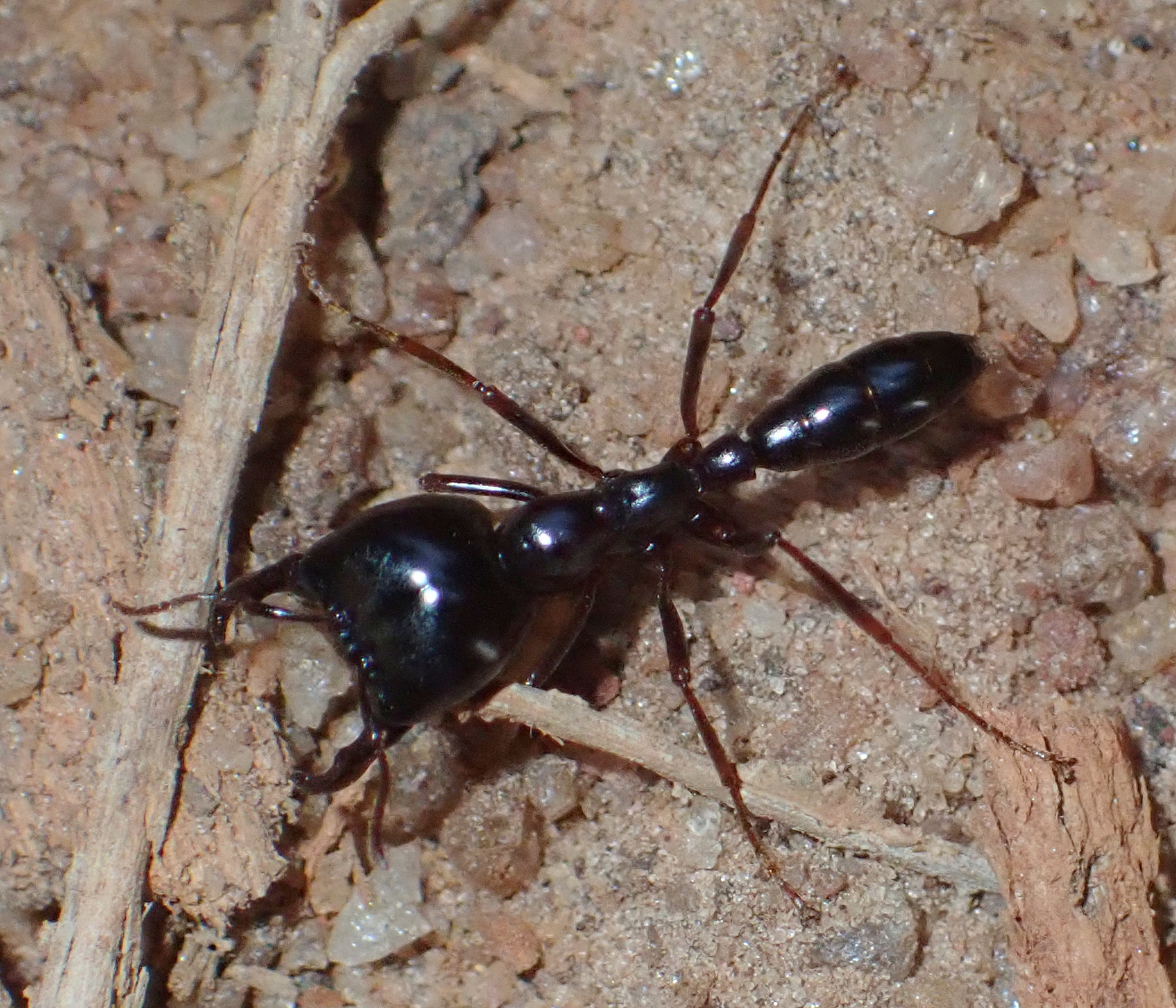Dorylus burmeisteri