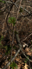Ribes hirtellum